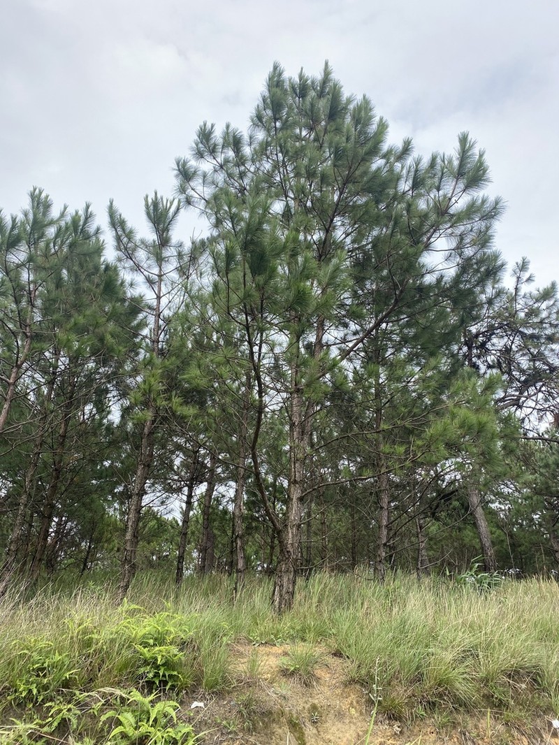 Pinus dalatensis photo 8