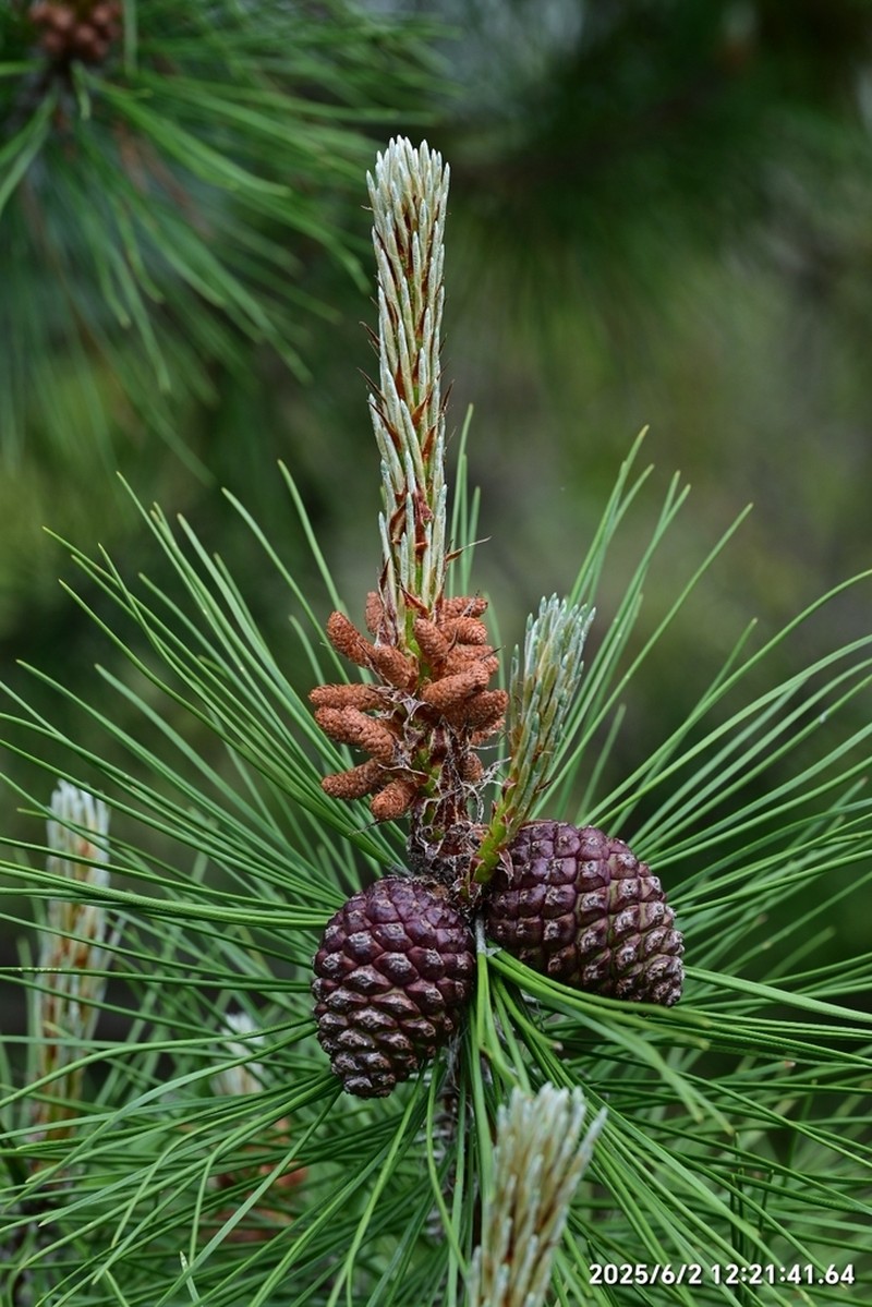 Pinus densata photo 2