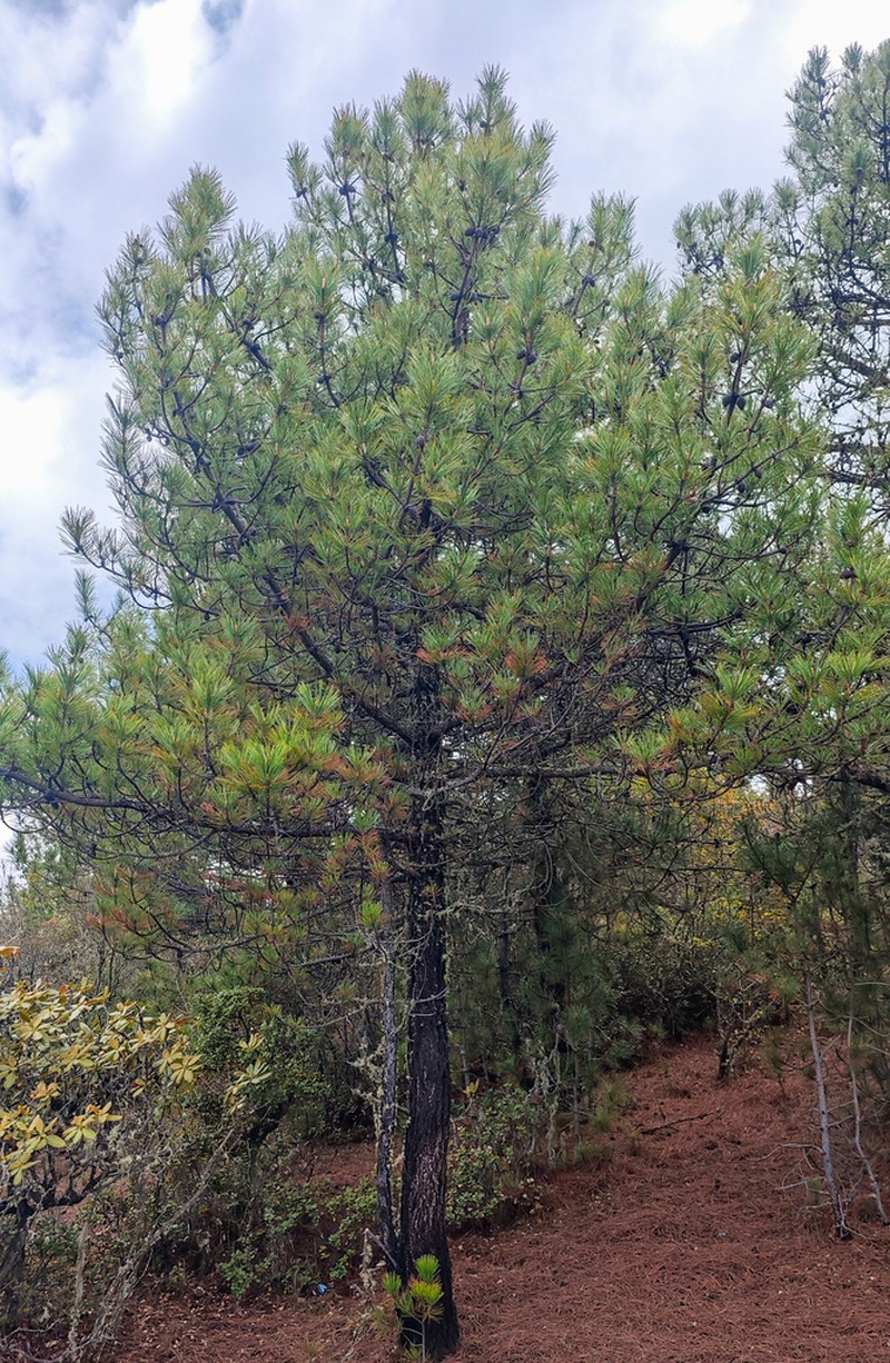 Pinus densata photo 3