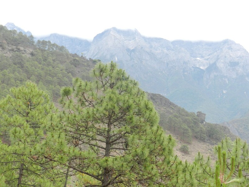 Pinus densata photo 4