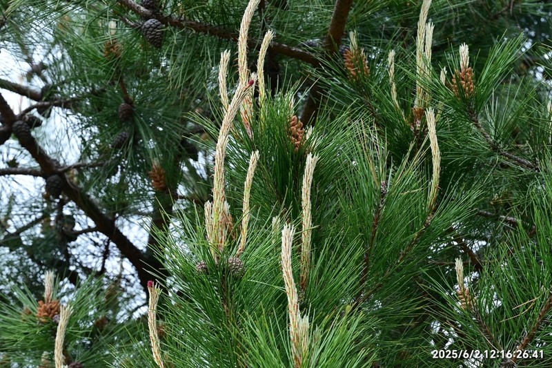 Pinus densata photo 5