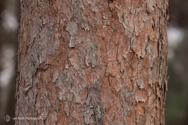 Pinus densata photo 6