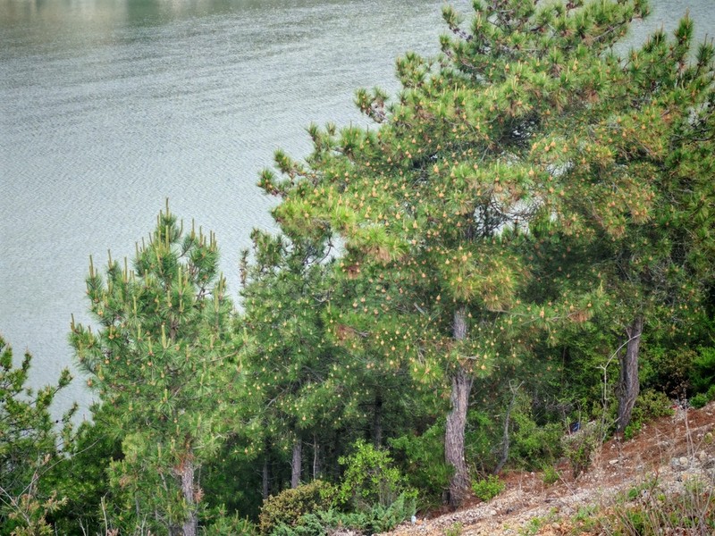 Pinus densata photo 7