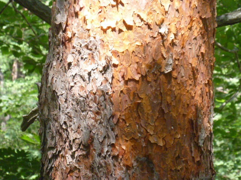 Japanese Red Pine photo 2