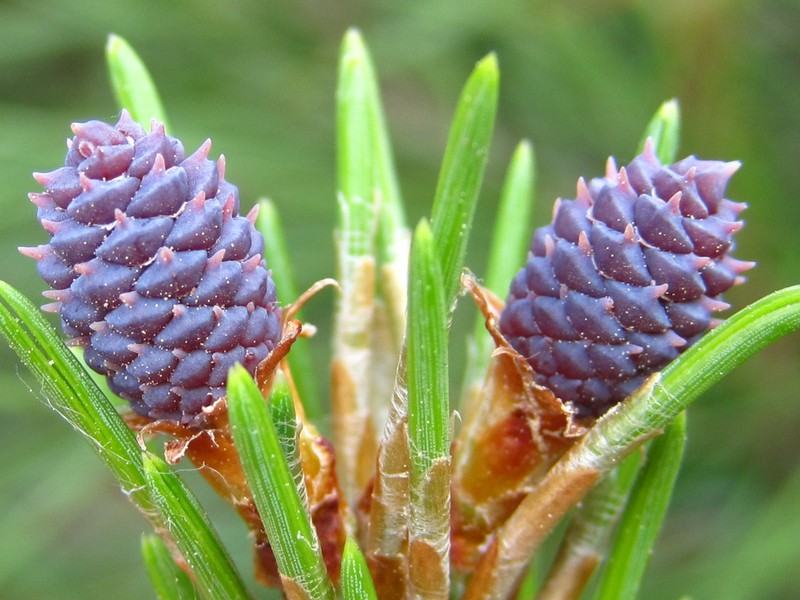 Japanese Red Pine photo 3