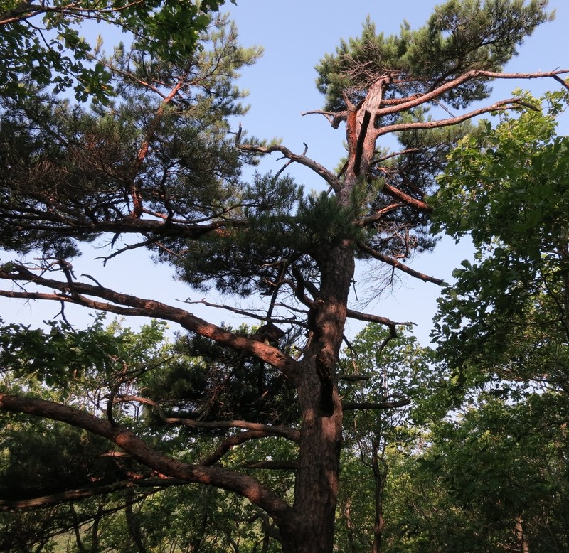 Japanese Red Pine photo 4