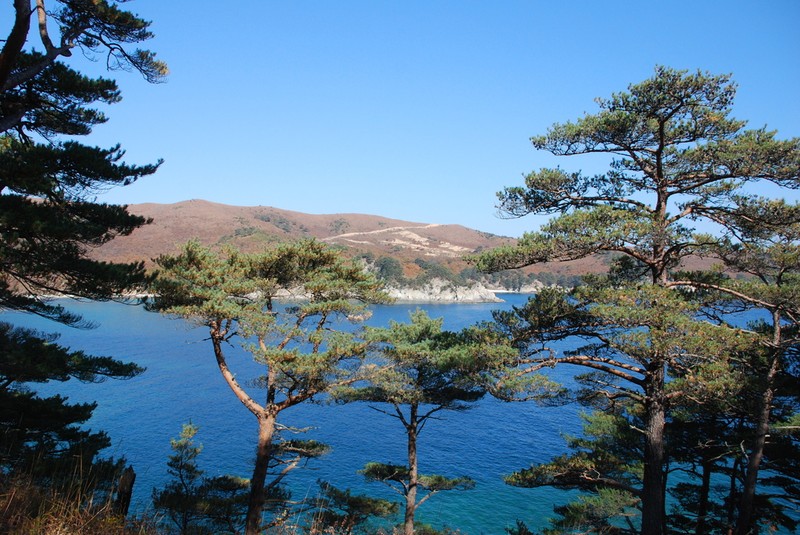 Japanese Red Pine photo 5