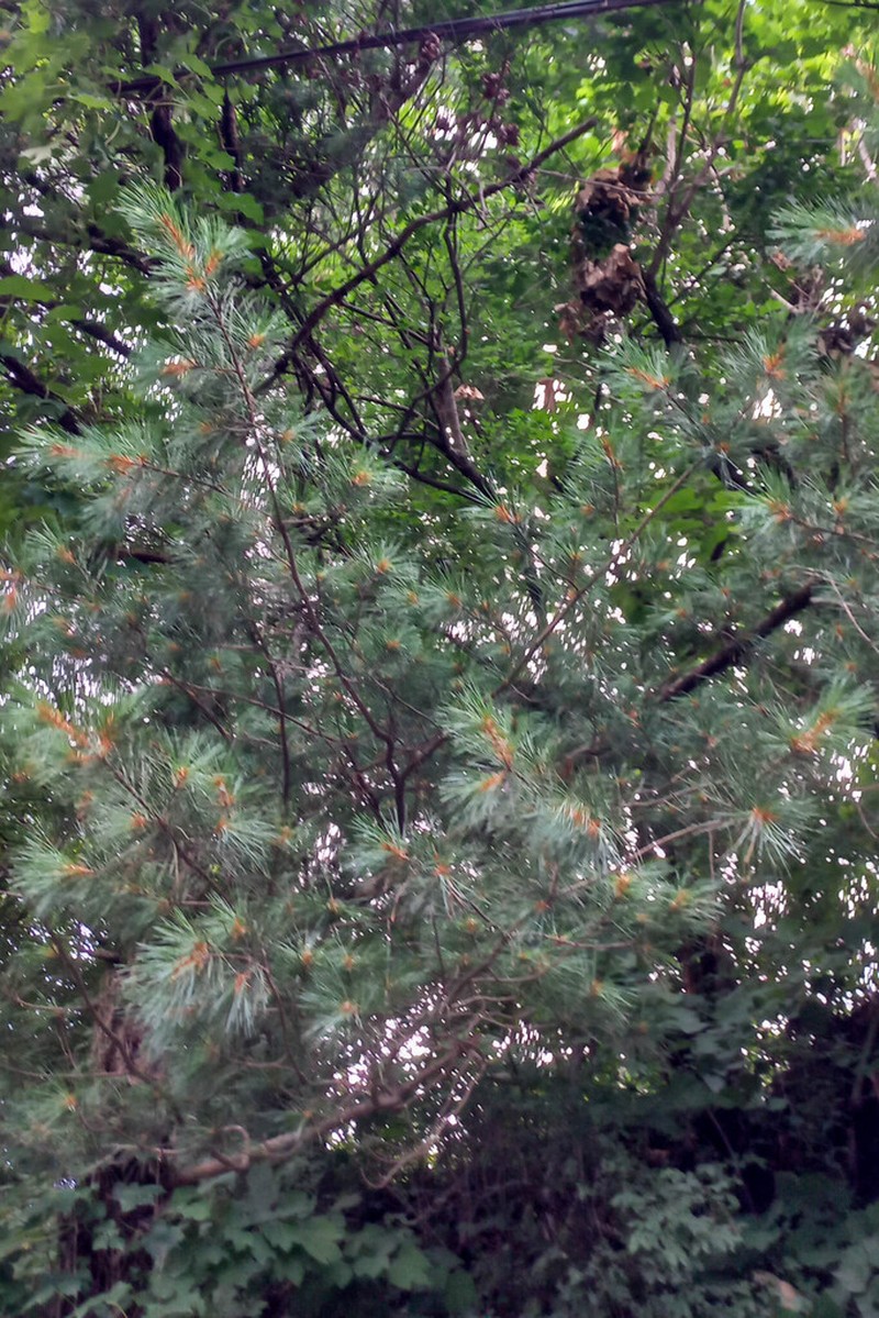 Japanese Red Pine photo 6