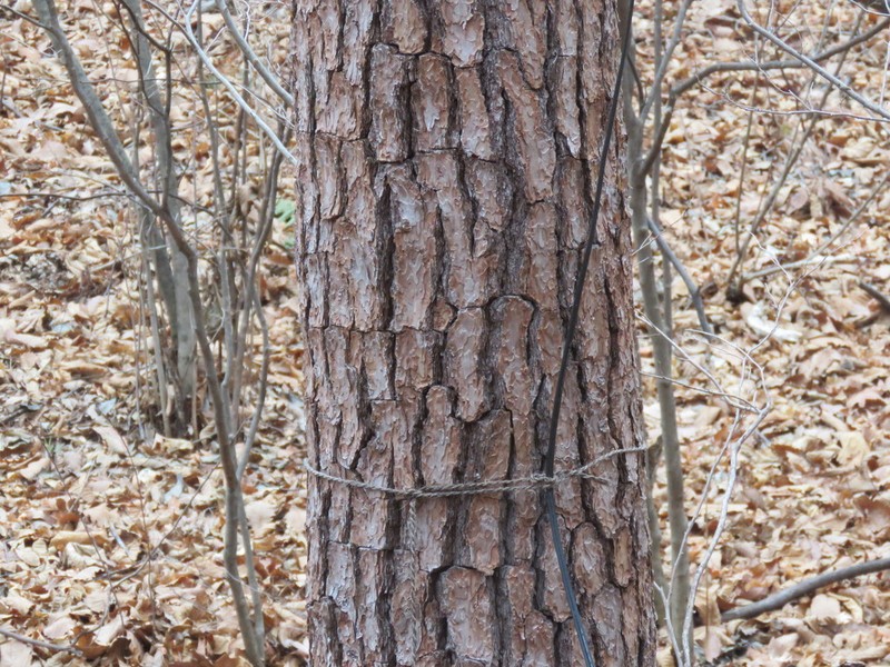 Japanese Red Pine photo 7