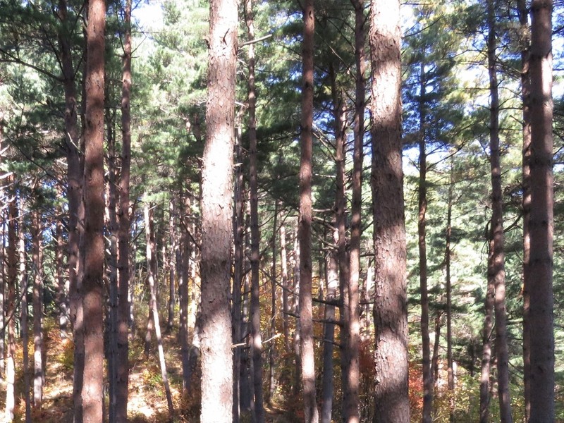 Japanese Red Pine photo 8