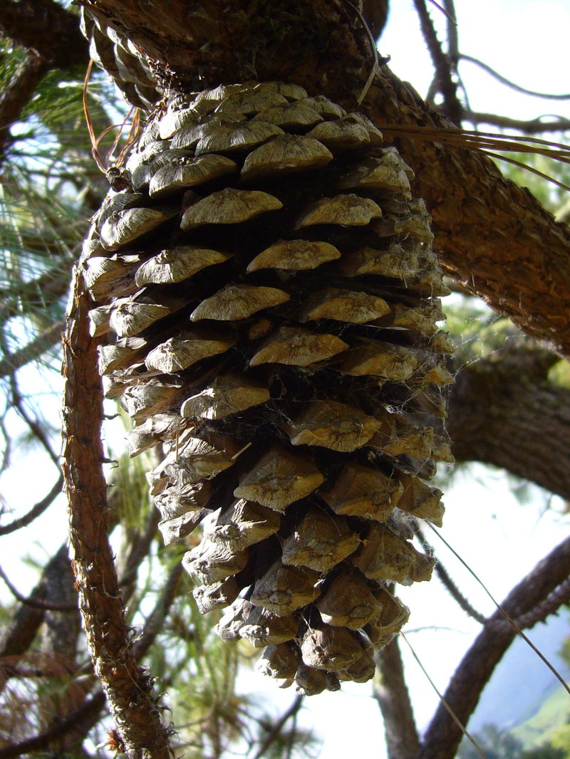 Pinus devoniana photo 2