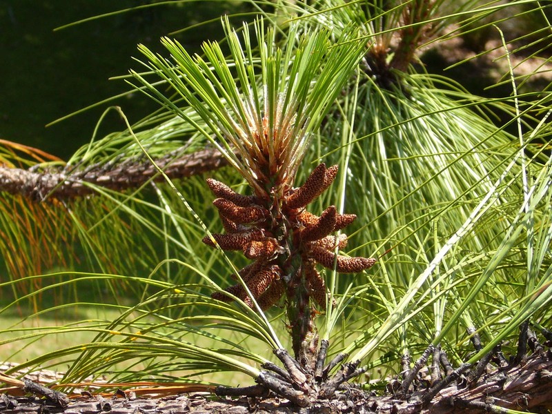Pinus devoniana photo 3