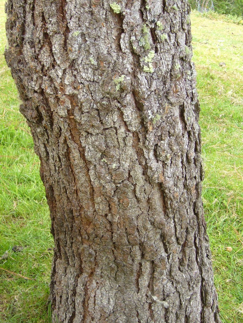 Pinus devoniana photo 4