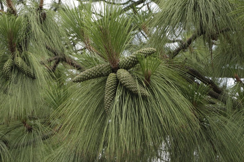 Pinus devoniana photo 5