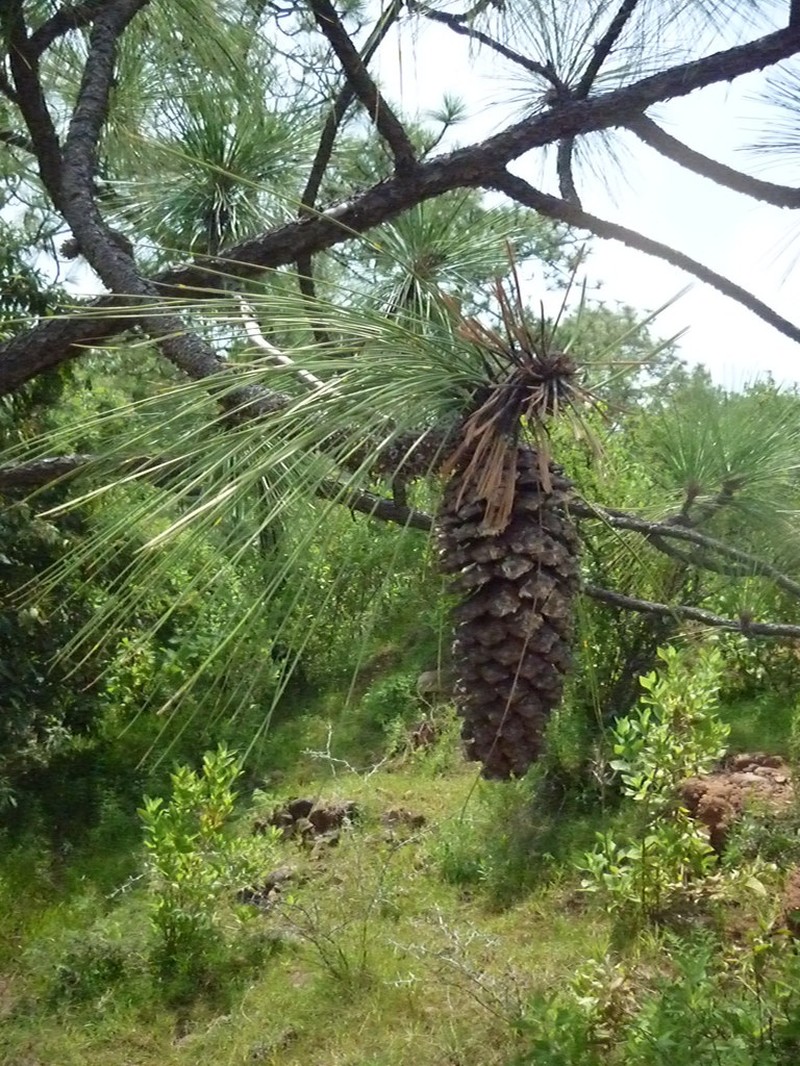 Pinus devoniana photo 6