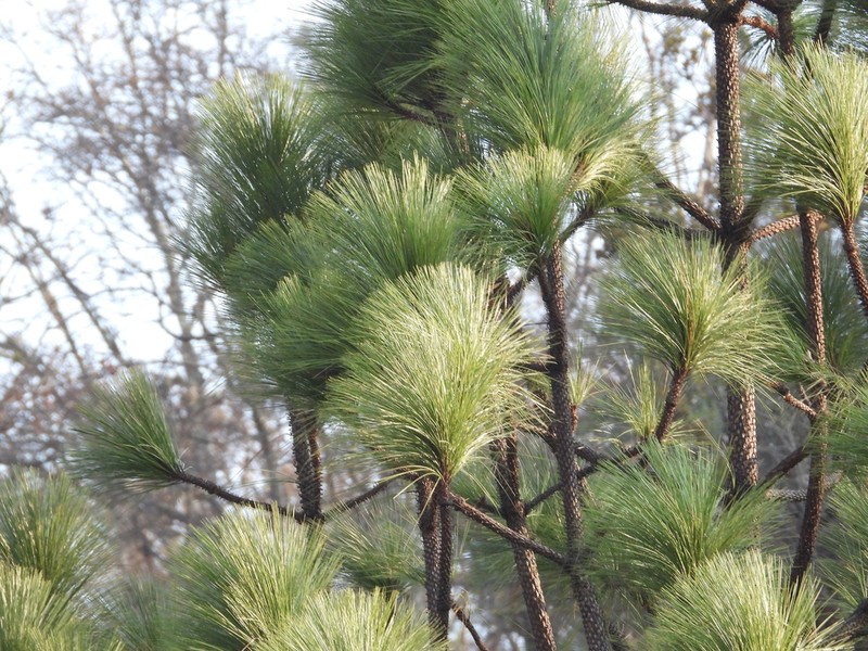 Pinus devoniana photo 7