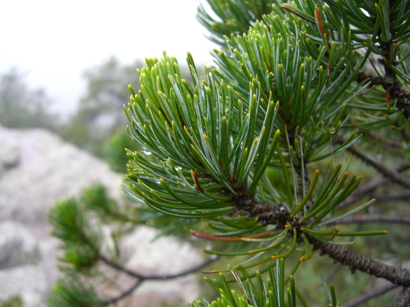 Border Pinyon photo 4
