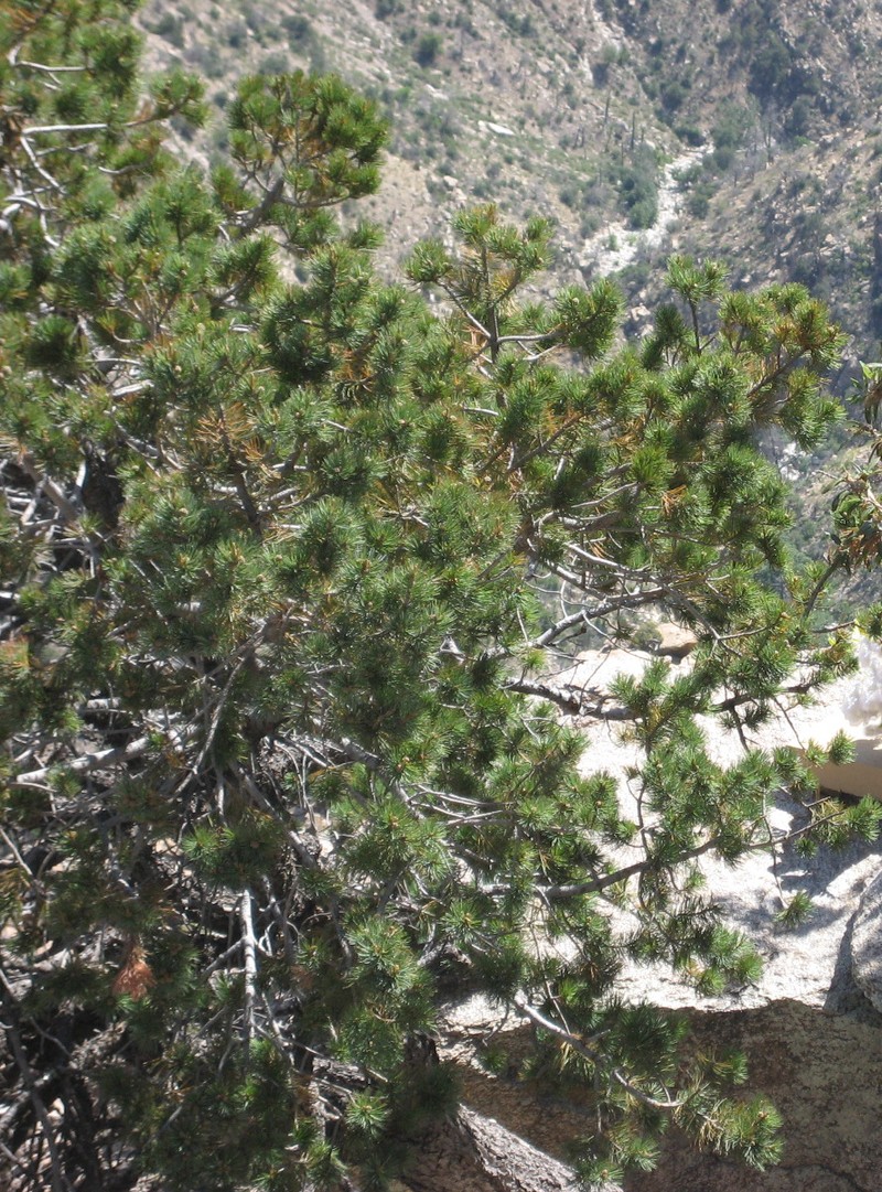 Border Pinyon