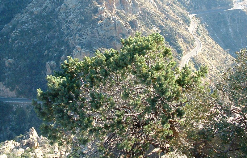 Border Pinyon photo 3