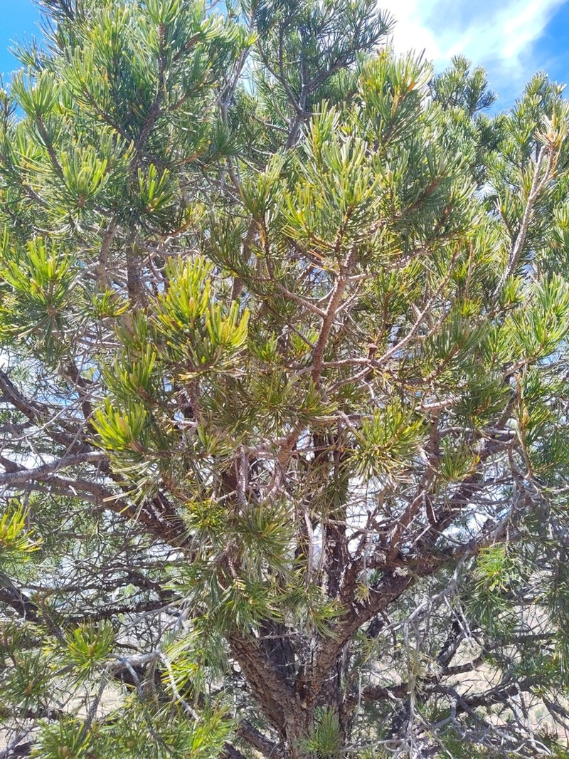 Border Pinyon photo 4