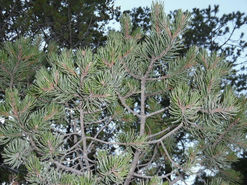 Border Pinyon photo 5