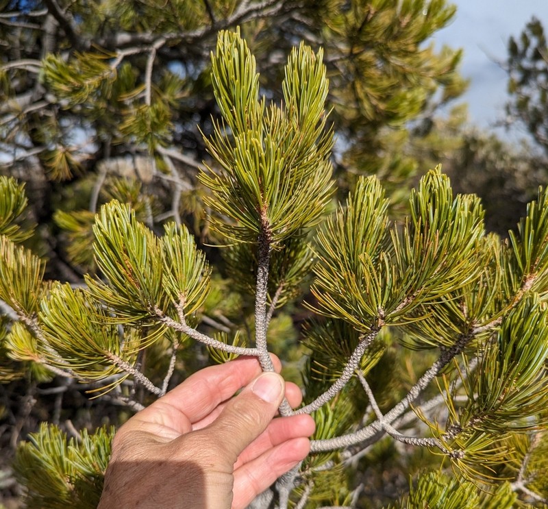 Border Pinyon photo 6