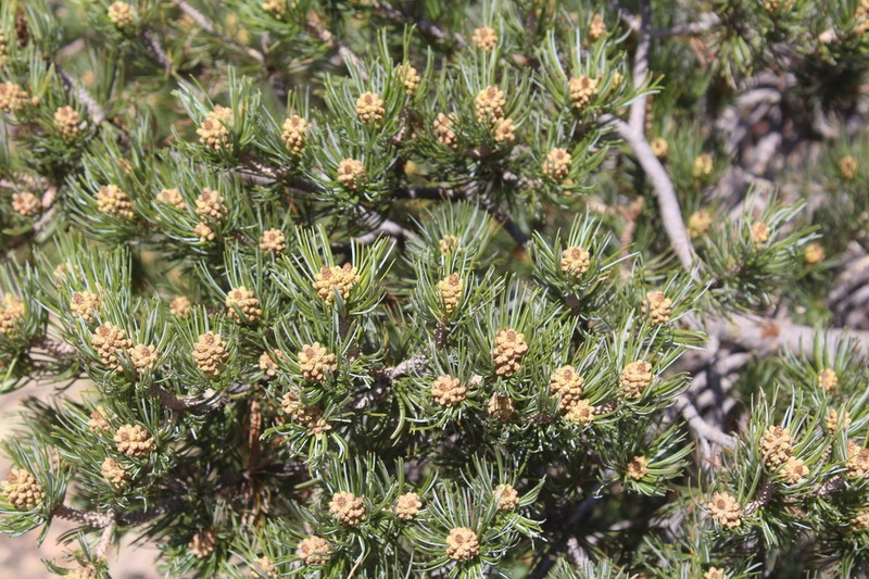 Border Pinyon photo 7
