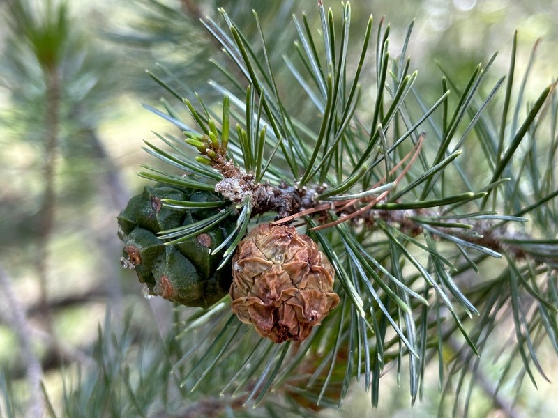 Border Pinyon photo 8