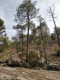 Pinus durangensis