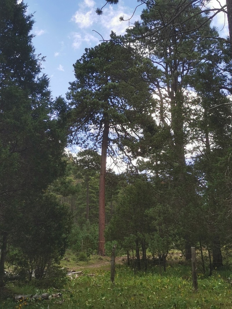 Pinus durangensis photo 2
