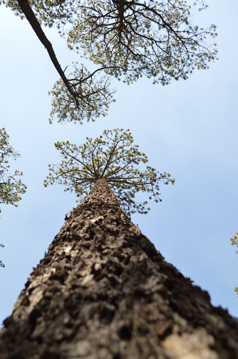 Pinus durangensis photo 3