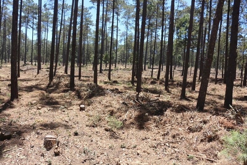 Pinus durangensis photo 4