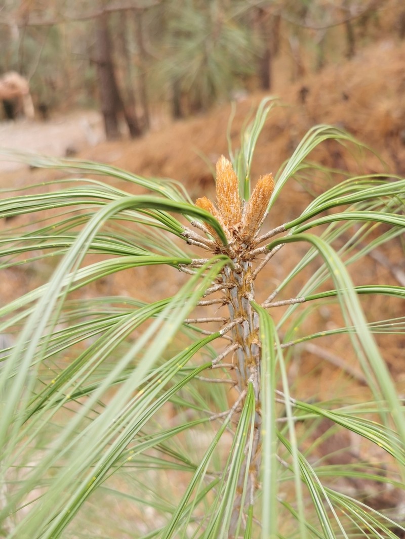 Pinus durangensis photo 5