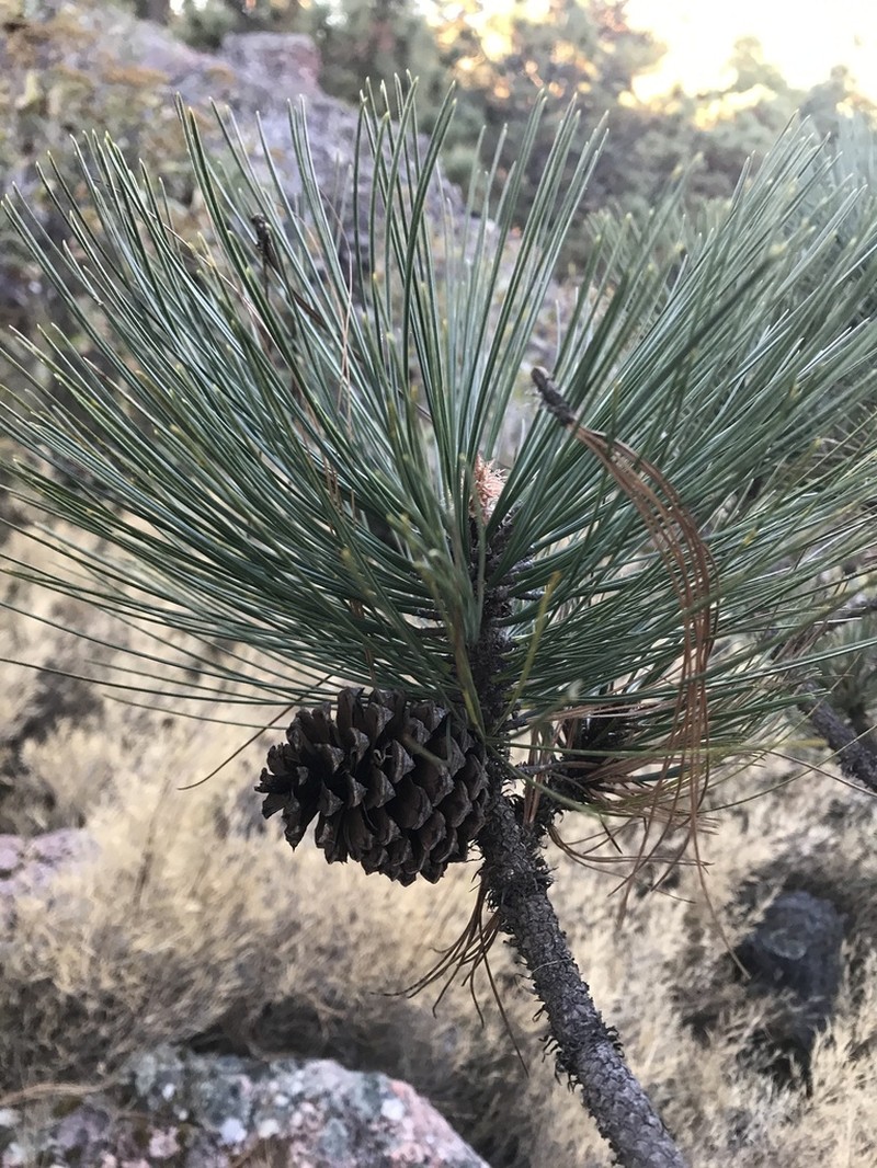 Pinus durangensis photo 6