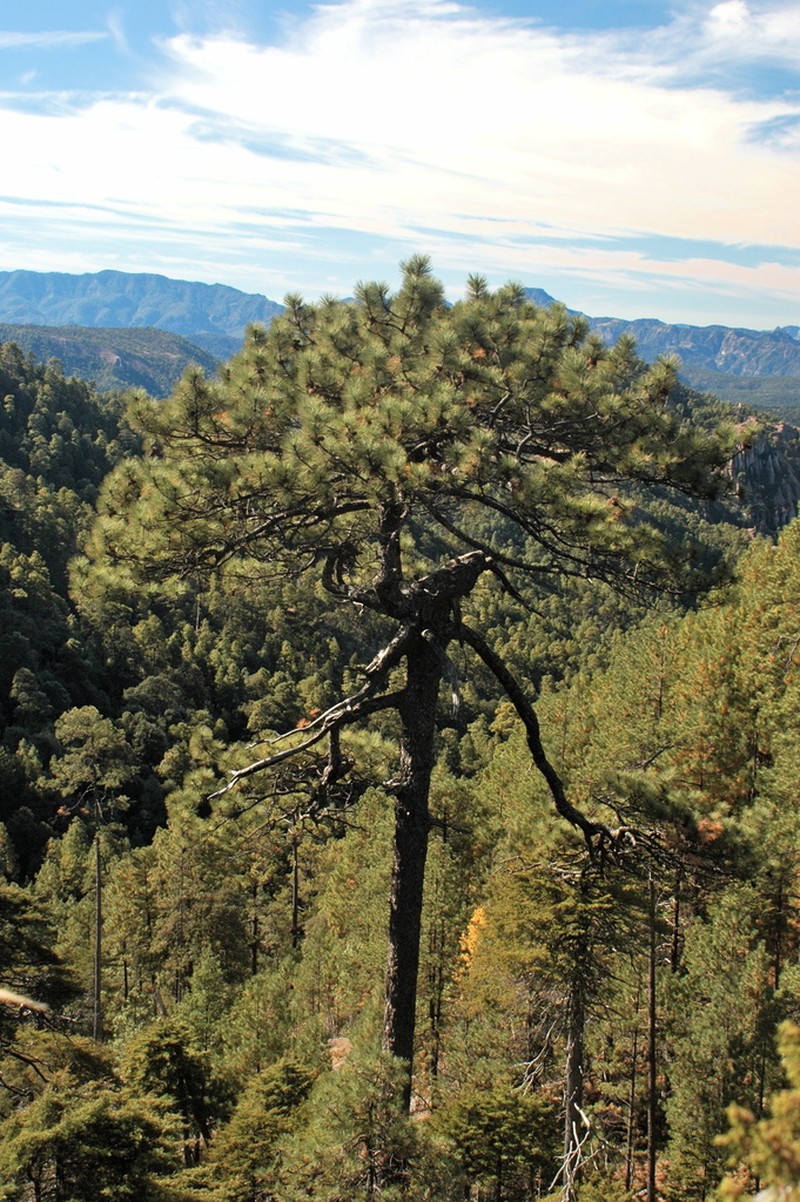Pinus durangensis photo 7