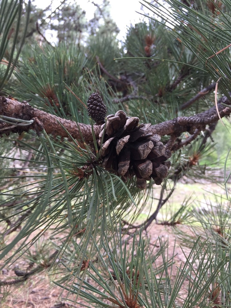 Pinus durangensis photo 8