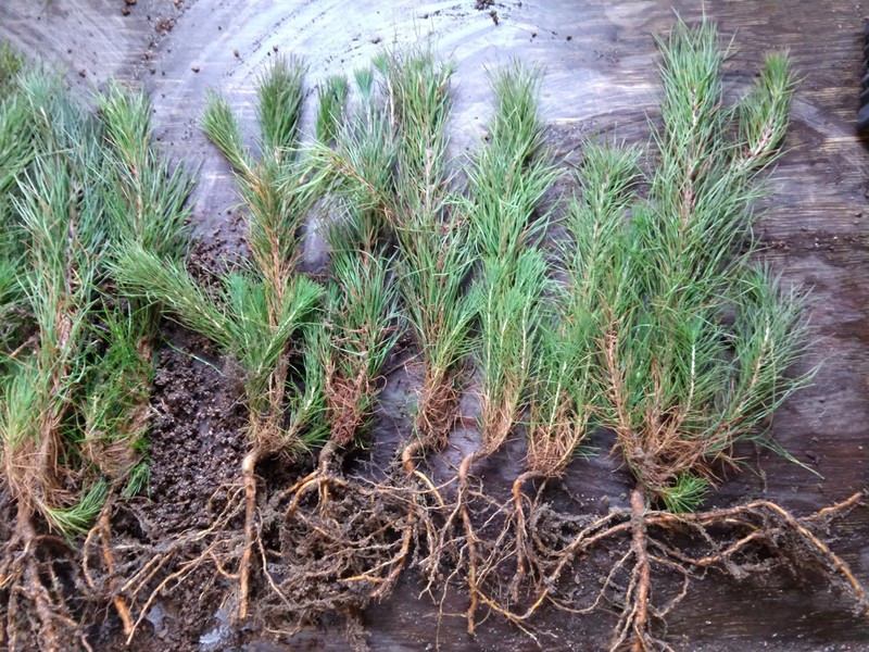Shortleaf Pine photo 4