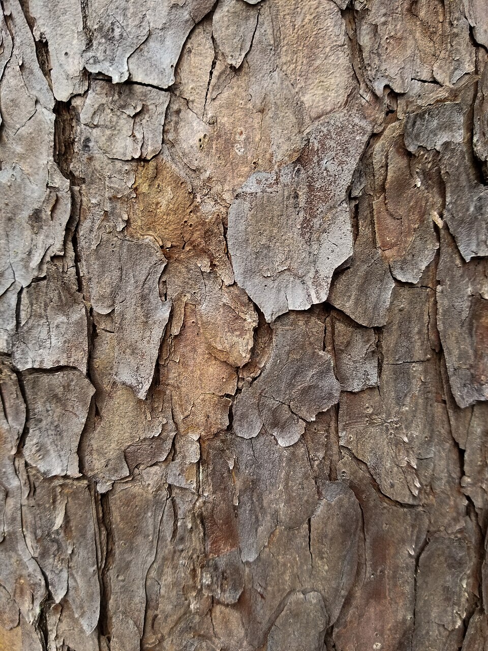 Shortleaf Pine photo 6