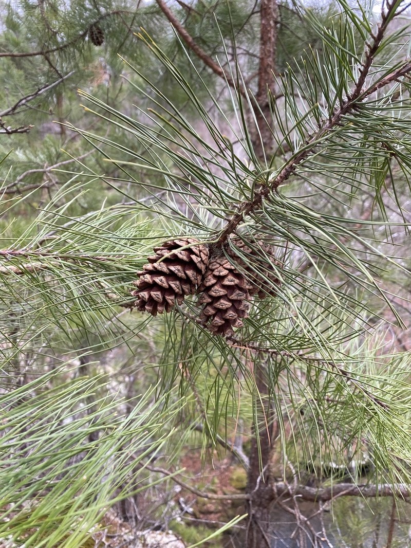 Shortleaf Pine photo 3