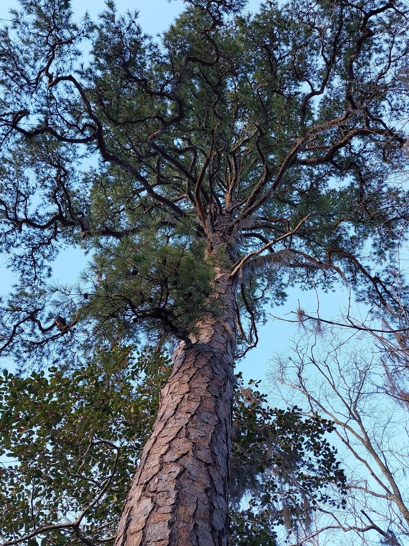 Shortleaf Pine photo 4
