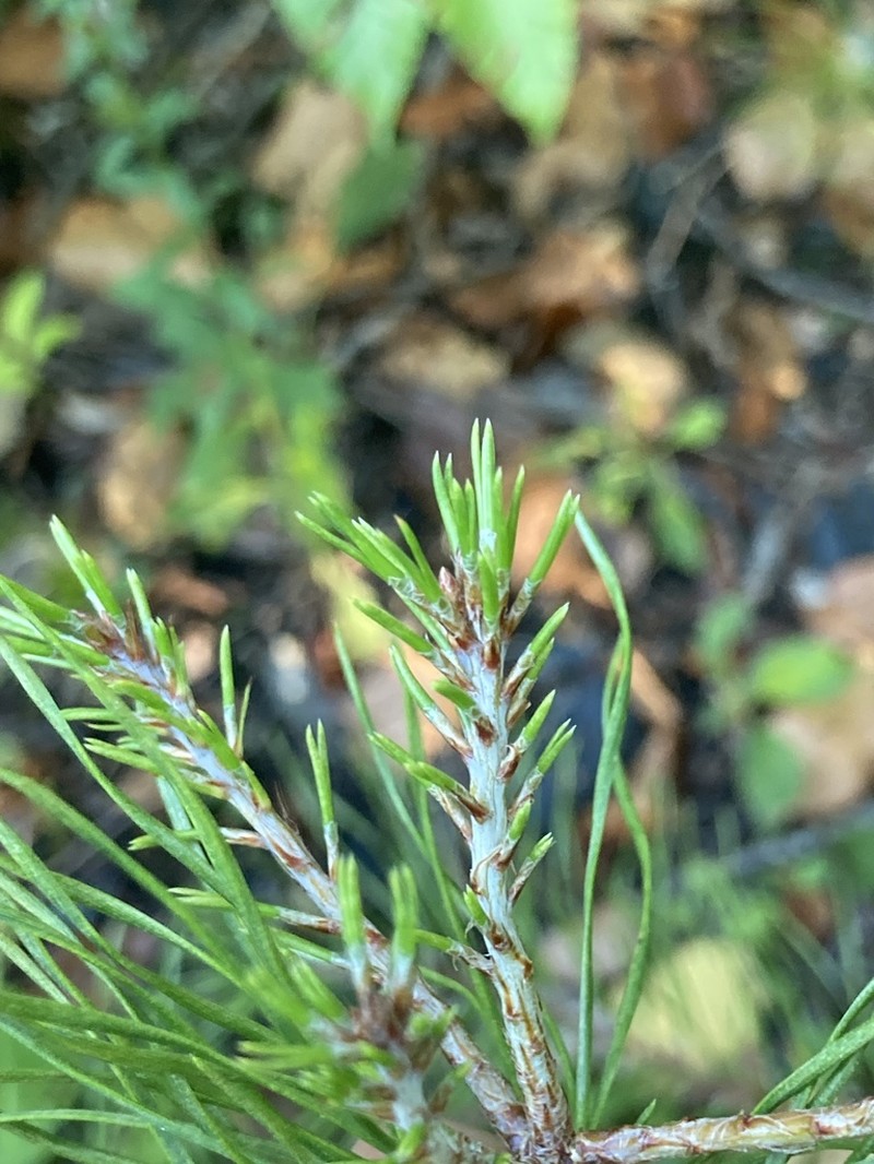 Shortleaf Pine photo 5