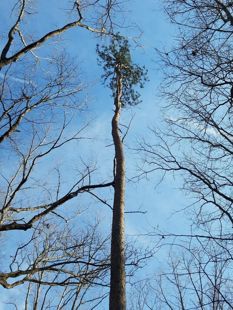 Shortleaf Pine photo 6