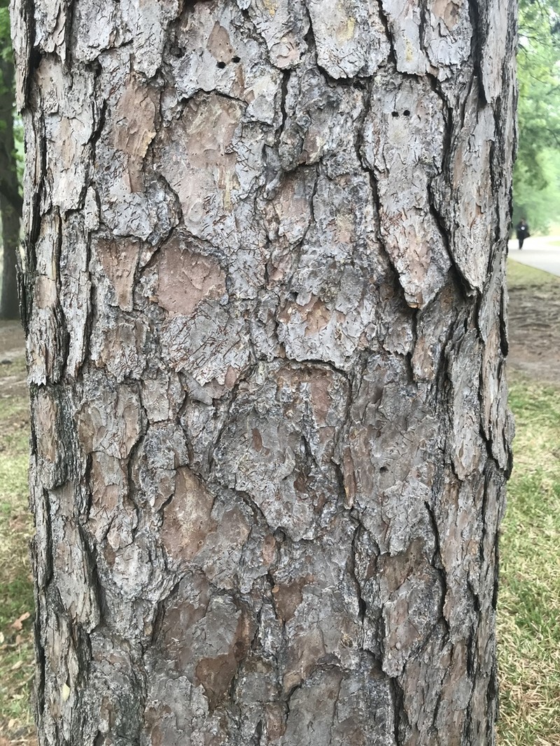 Shortleaf Pine photo 7