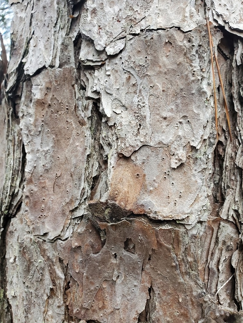 Shortleaf Pine photo 8