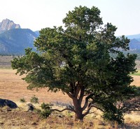 Twoneedle Pinyon