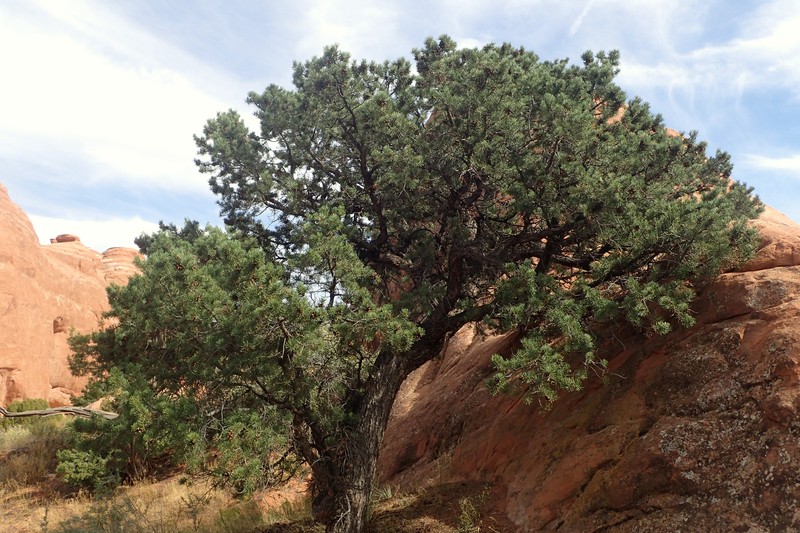 Twoneedle Pinyon photo 2