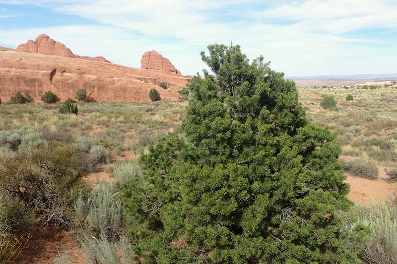 Twoneedle Pinyon photo 3
