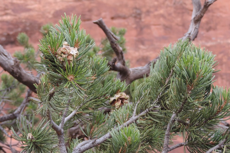 Twoneedle Pinyon photo 4