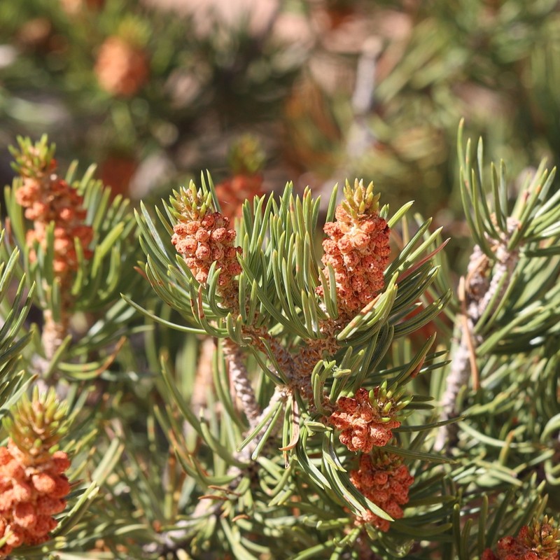 Twoneedle Pinyon photo 3