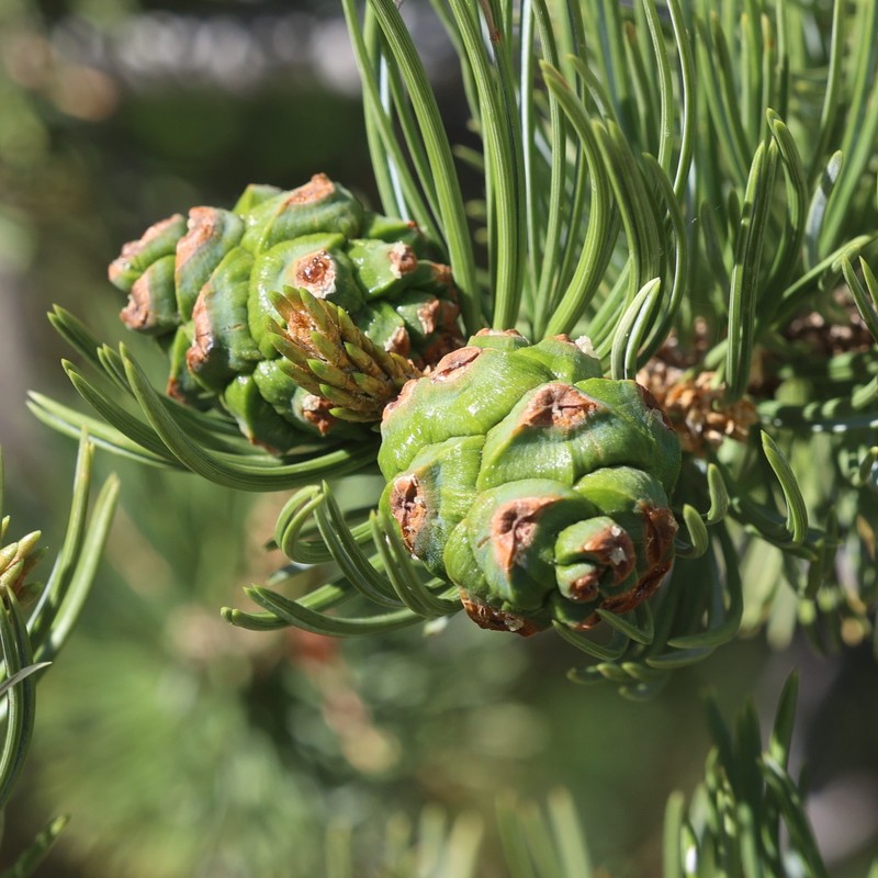 Twoneedle Pinyon photo 4
